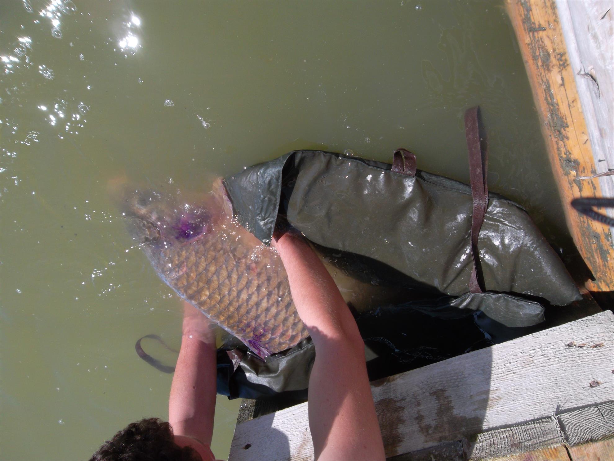 Corbu II 18 - 19 mai 2014 - sam3528.JPG